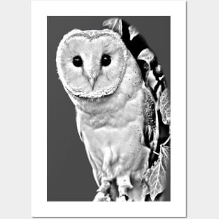 Barn Owl in black and white Posters and Art